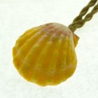 【サンライズシェル】 【サンライズシェル】